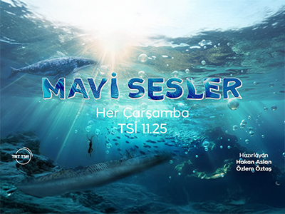 Mavi Sesler